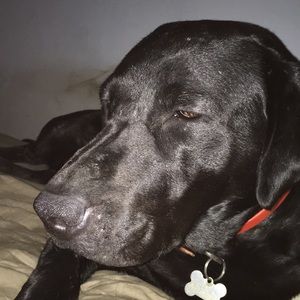 Meet your Posher, Justin